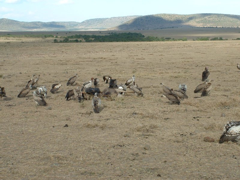 gal/Honeymoon/Masai Mara/DSCF0049.JPG